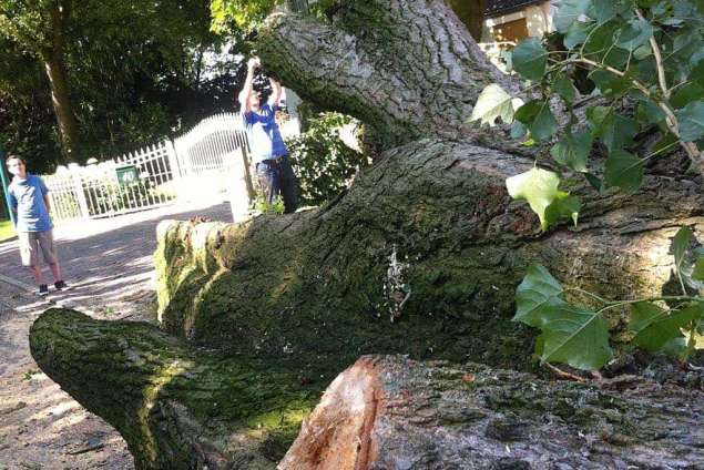 bomen rooien Overdinkel